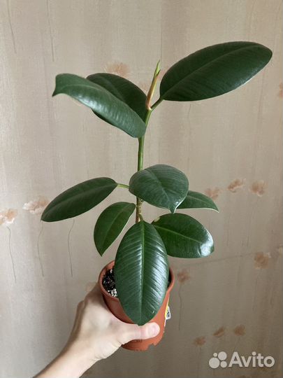 Фикус сциндапсус дримеопсис