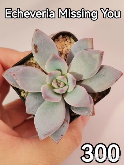 Детки суккулентов