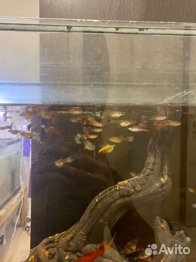 Рыбки гуппи