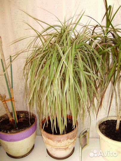 Пальма драцена