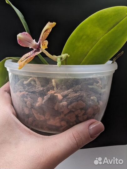 Цветущая орхидея фаленопсис Zheng Min Anaconda