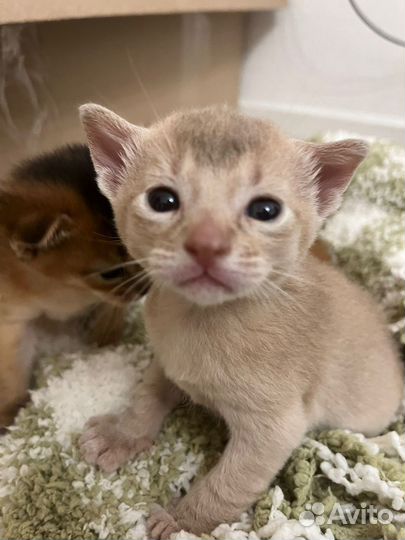 Абиссинские котята