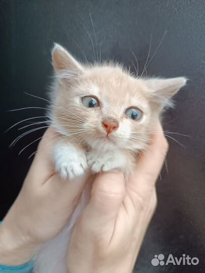 Котенок полтора масяца мальчик в добрые руки