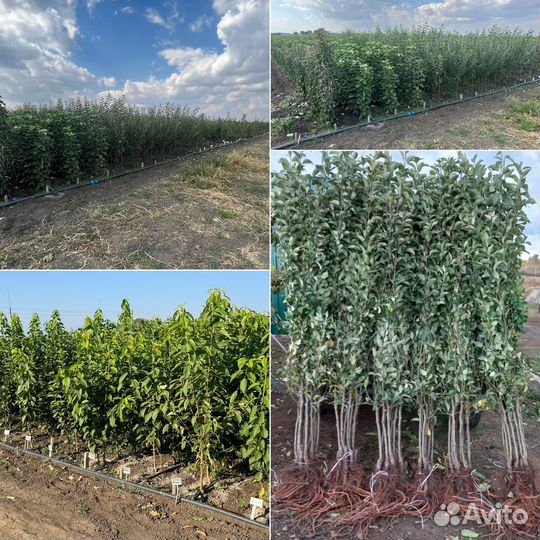 Саженцы, розы, кустарники