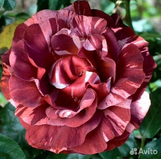 Саженцы роз