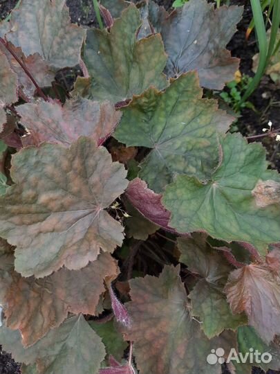 Хоста Гейхера Брунера Дицентра Гипсофила