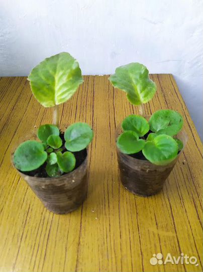 Комнатные цветы фиалки