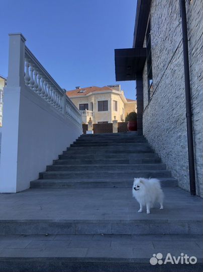 Немецкий шпиц вязка