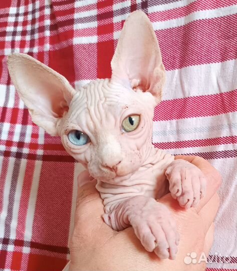 Канадский сфинкс