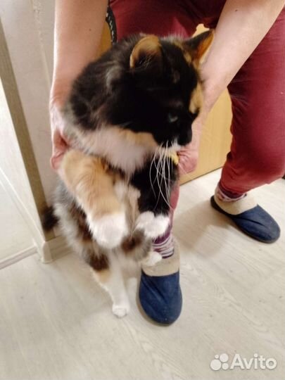 Отдаем кошечку