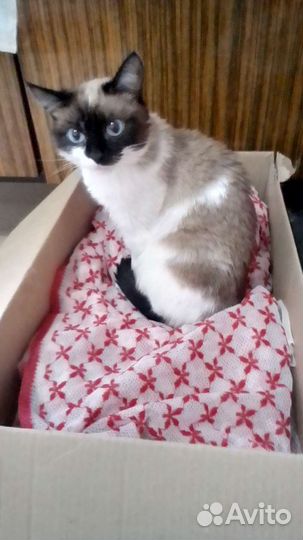 Пристраиваются в добрые руки