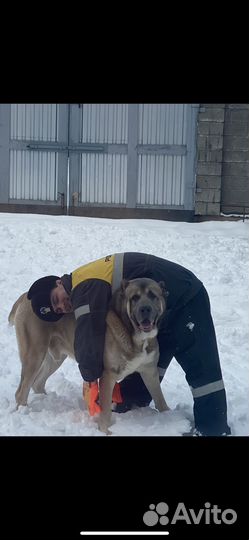 Сао алабай вязка