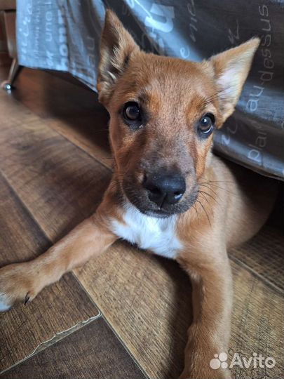 Отдам собаку в добрые руки