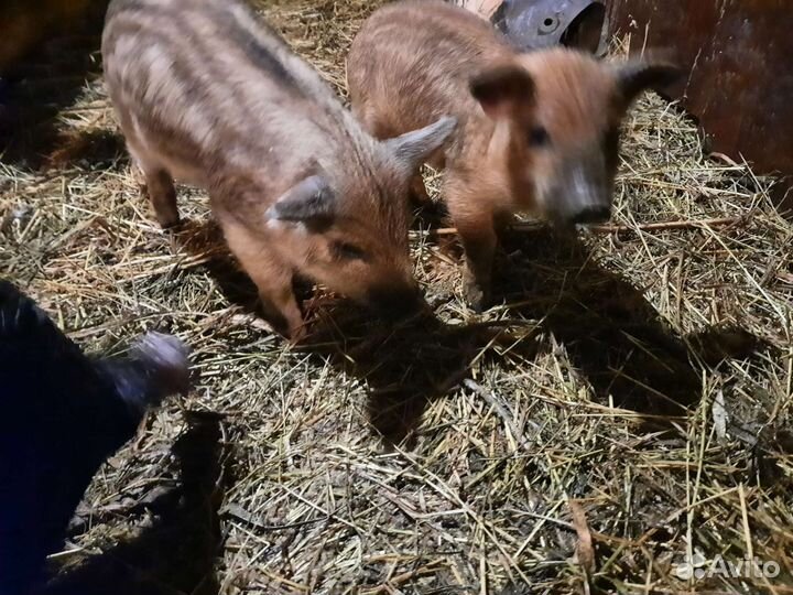 Поросята венгерской пуховой мангалицы