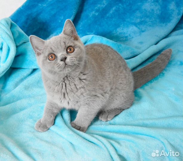 Голубой британец с родословной