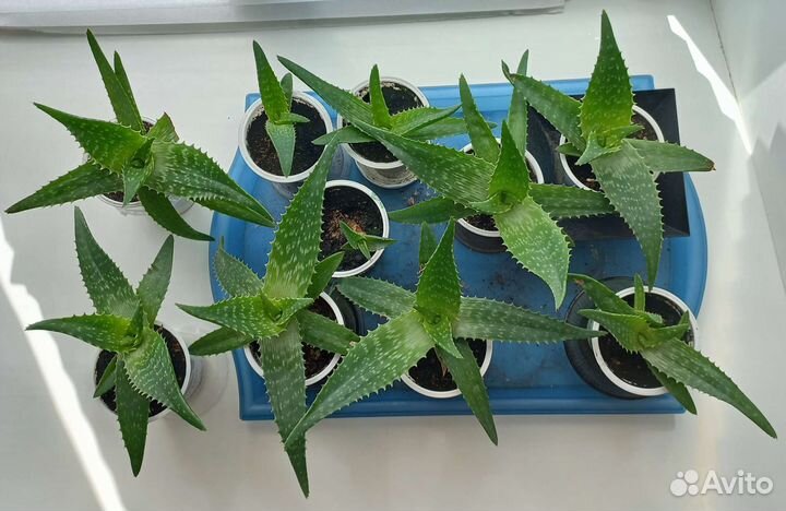 Алоэ пёстрое (Юкунда ). Каланхоэ цветущее