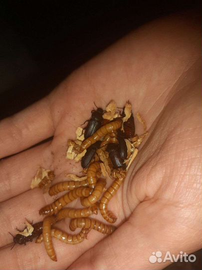 Кормовые насекомые мучник,зофобас