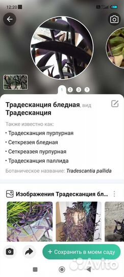 Традесканция бледная