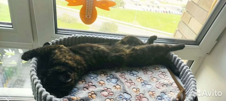 Кошка чернрепахового окраса мраморная