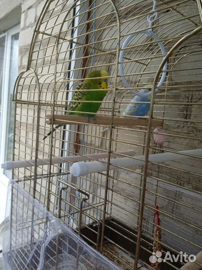 Волнистый попугай с клеткой