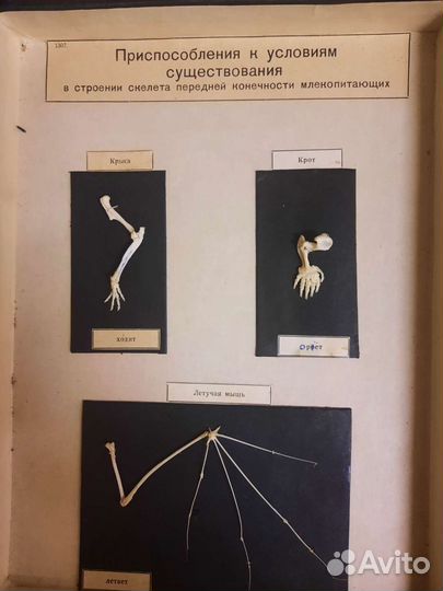 Муляж опорно двигательный аппарат