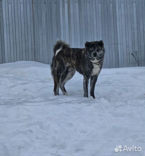 Акита ину Вязка