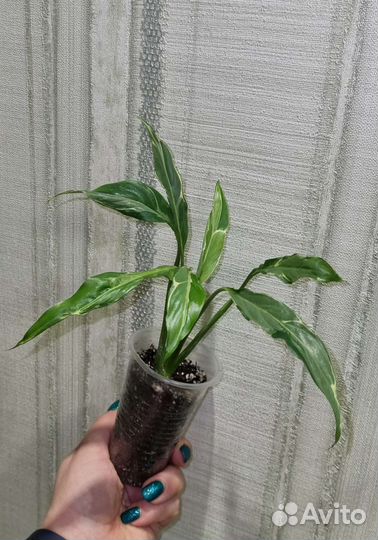 Спатифиллум Дели