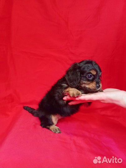 Кавапу девочка f1 mini