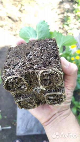 Саженцы клубники