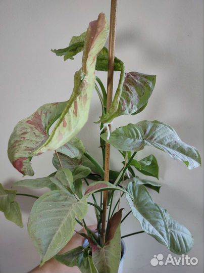 Сингониум конфетти милк