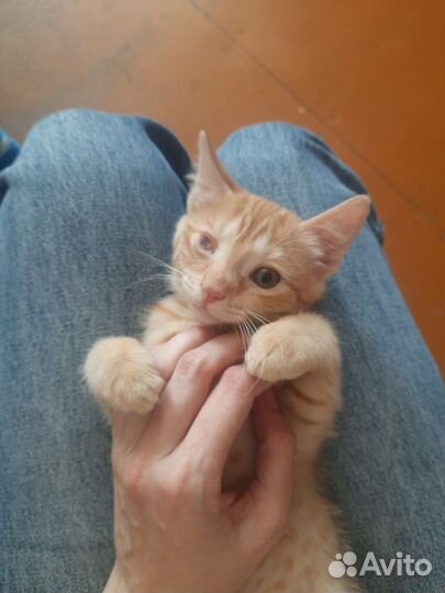 Кошка, котик в дар