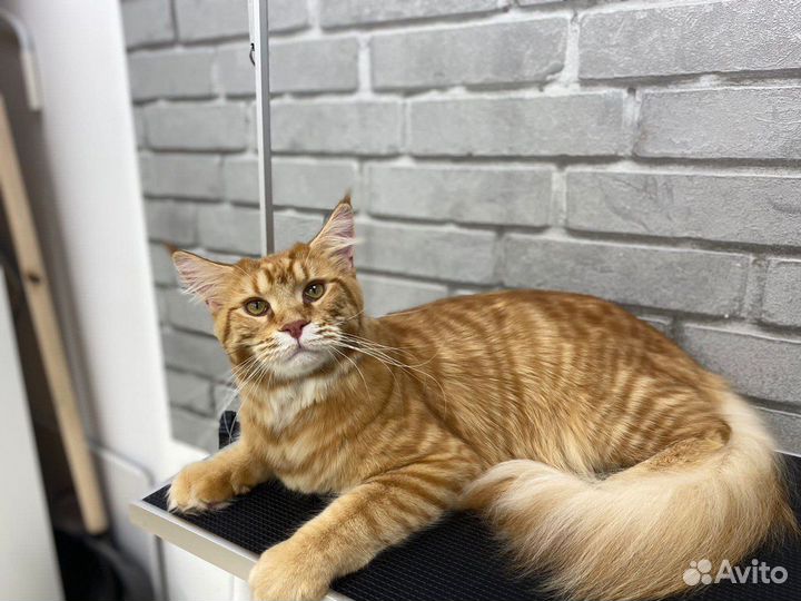 Груминг кошек