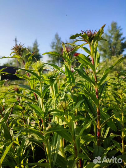 Турецкая гвоздика