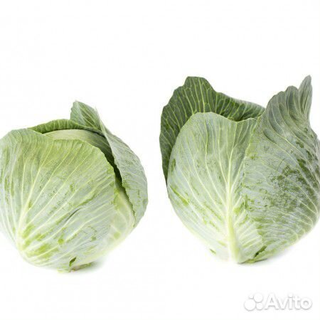 Семена Капусты 