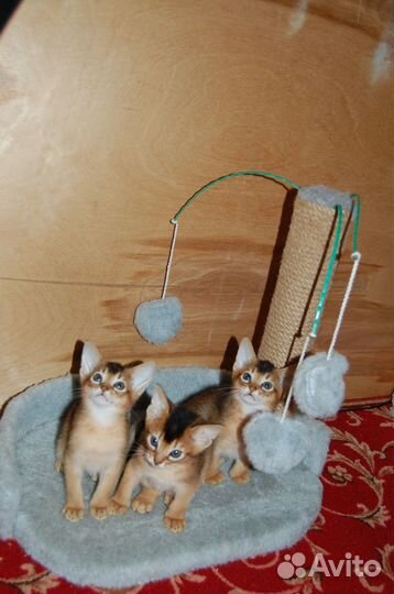 Аби Девочки