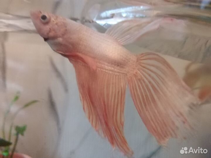 Рыбка петушок самец