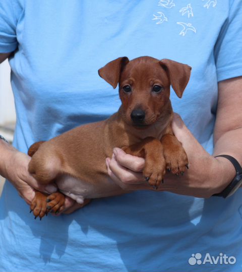 Цвергпинчер (карликовый пинчер - щенки)