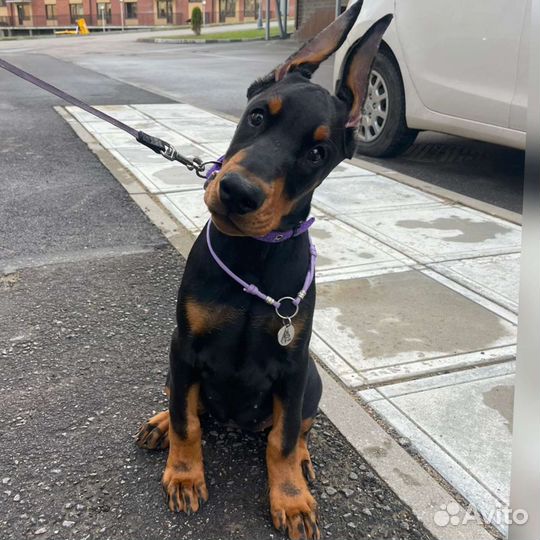 Щенки добермана