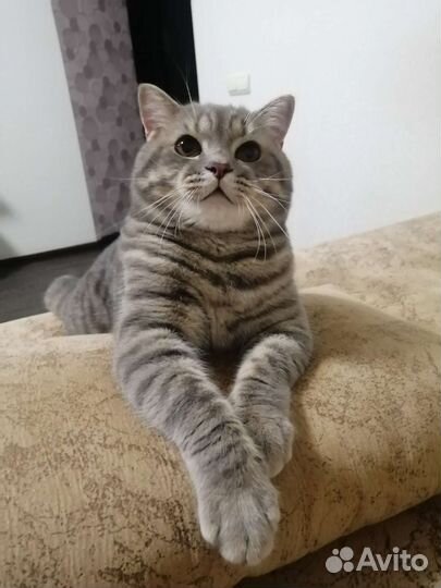 Британский кот вязка