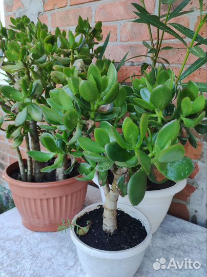 Денежное дерево, толстянка