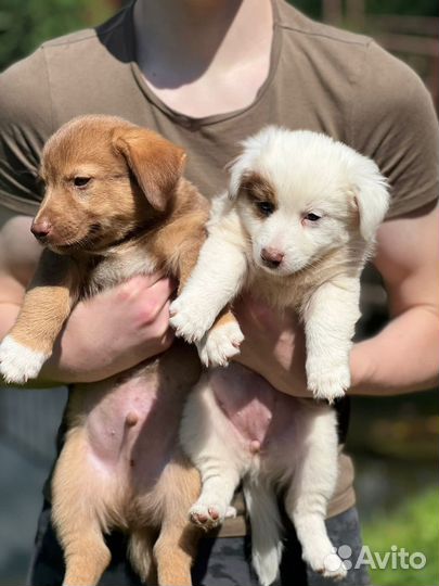 Щенки в добрые руки