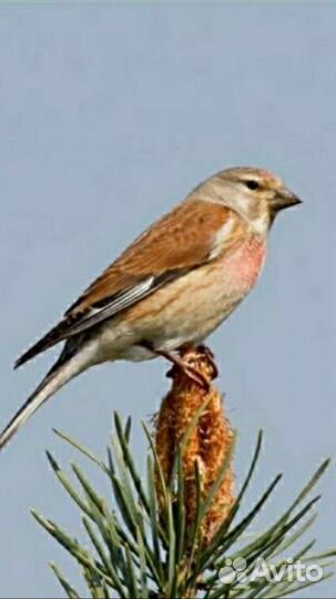 Певчие птицы