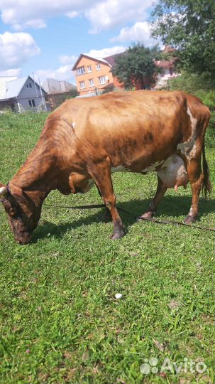 Корова высокоудойная Джерси