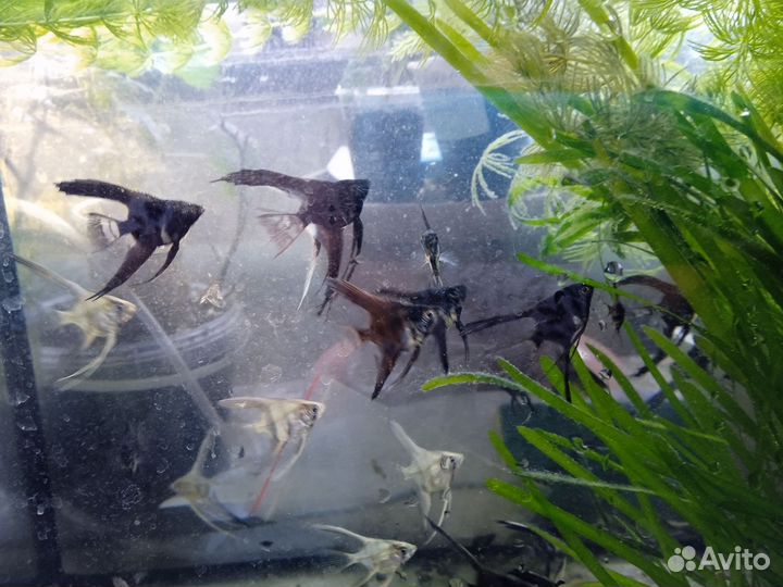 Скалярии, валлиснерия, роголистник