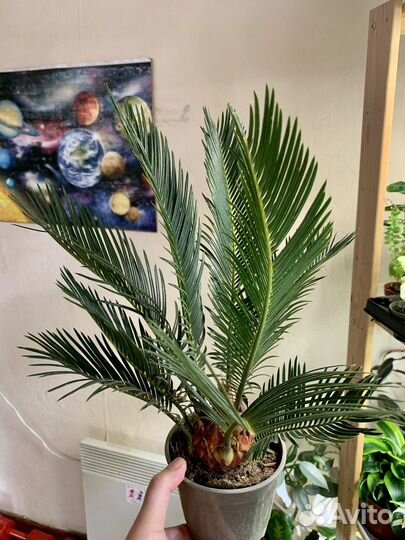 Пальма Цикас цветы растения