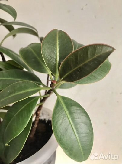 Филодендрон и фикус