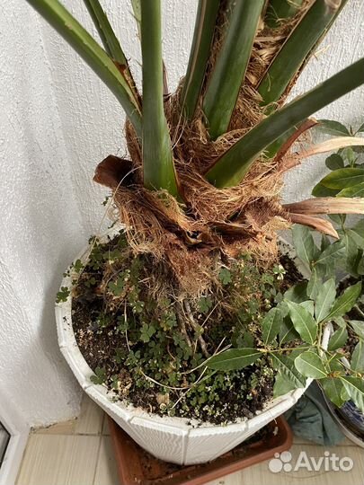 Финиковая пальма