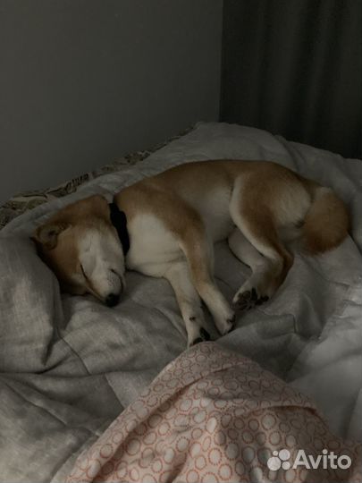 Вязка сиба ину