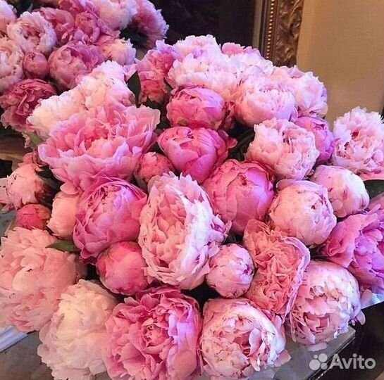 Пионы Букеты Цветы Доставка