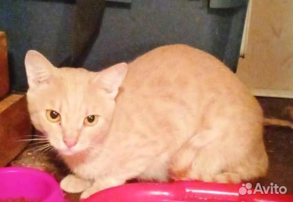 Кот рыжий котёнок подросток 1 год в дар